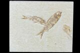 Two Knightia Fossil Fish - Wyoming #88540-1